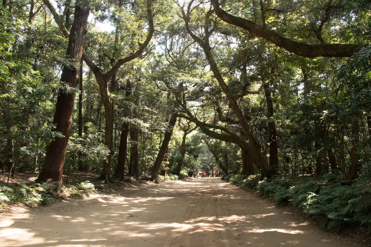 鹿島神宮の杜の参道